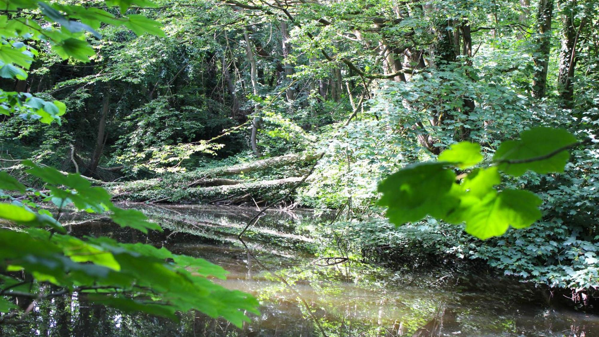 Ferienwohnung ZUM WOHLFÜHLEN FÜR 4 ERWACHSENE +1 Kind, Schwimmbad vor der Tür Tiere erlaubt Sierksdorf Exterior foto